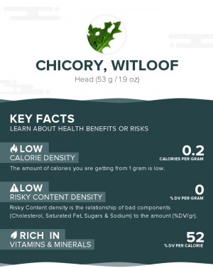 Chicory, witloof, raw