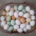 Large white eggs