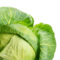 Cabbage, Common, Boiled, With Salt