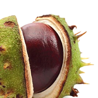 Chestnuts Unsalted