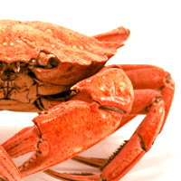 Crab, Dungeness, Moist Heat