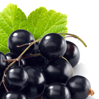 Currants, european black, raw, USDA, 0