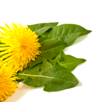 Dandelion Greens, Raw