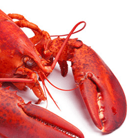 Lobster, Spiny, Moist Heat
