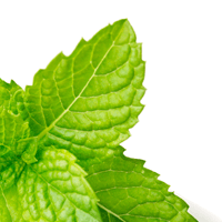 Mint Jelly, with Leaves, Raffetto, 8.5 oz