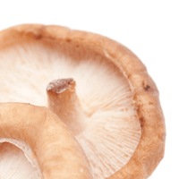 Mushrooms, White, Boiled, With Salt