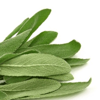 Sage Leaf - Sage