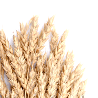 Triticale